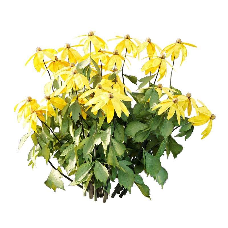 Rudbeckia laciniata Plant 01 Image 4