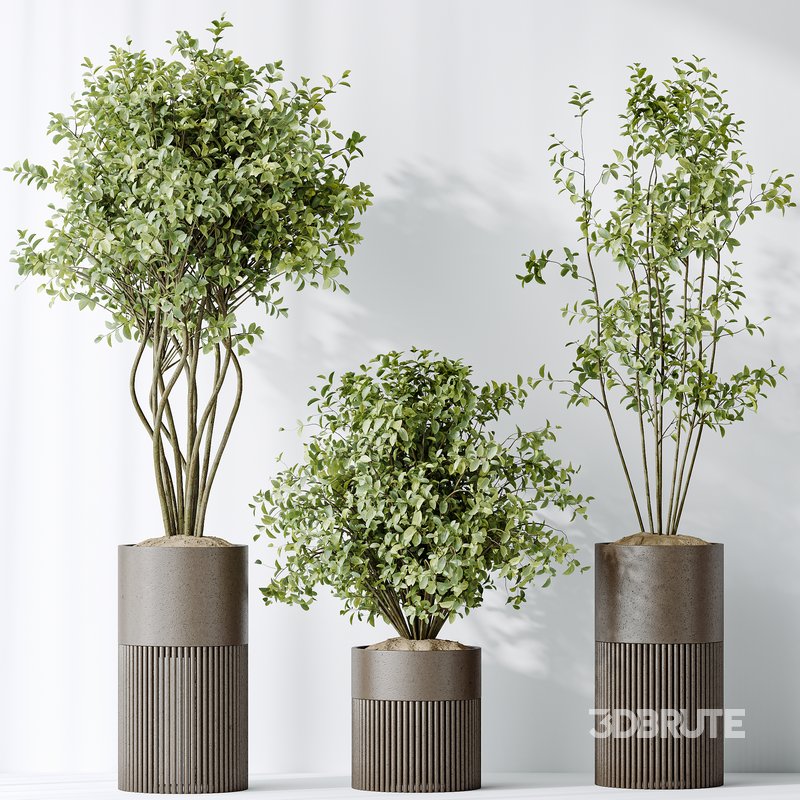 AV Indoor plants set 134 Beech Olea Europaea Olive and Ficus Benjamina African Fig and Mountain Kentia Palm Image 5