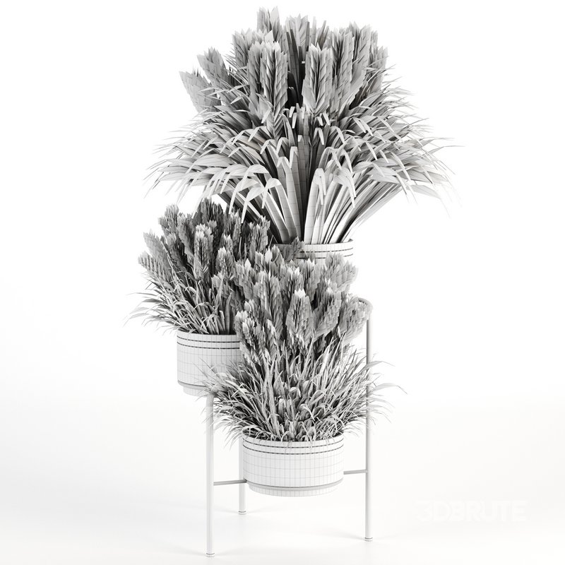 Outdoorplants-Dried And Pampass set-34 Image 3