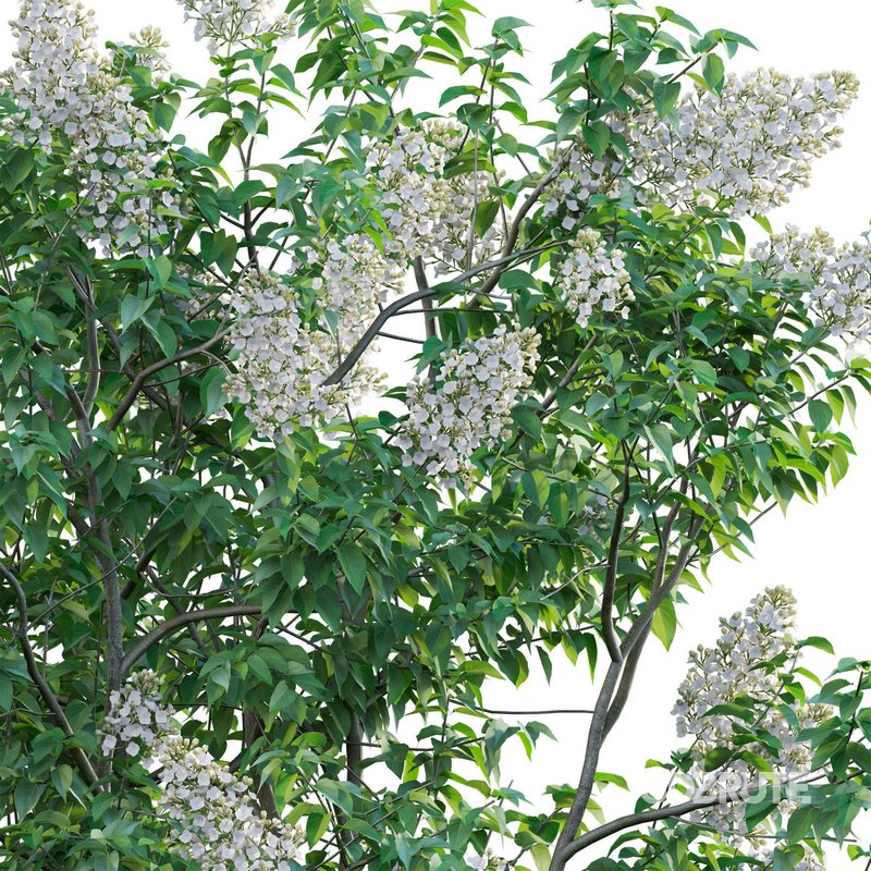 Syringa vulgaris – Common Lilac 03 Image 3