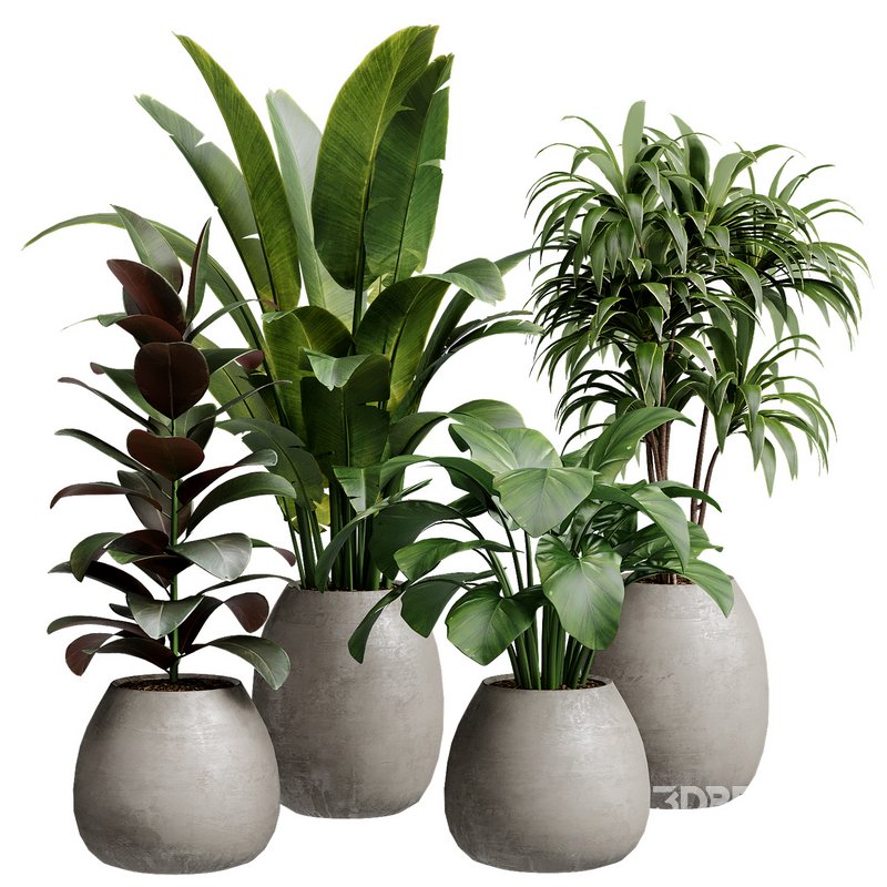 Indoor Plant 28 Image 1