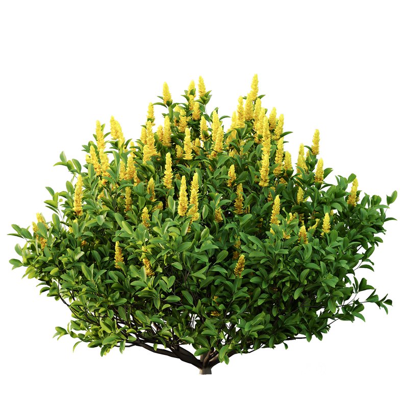 Argyrocytisus battandieri 07 -3 Plants Image 5