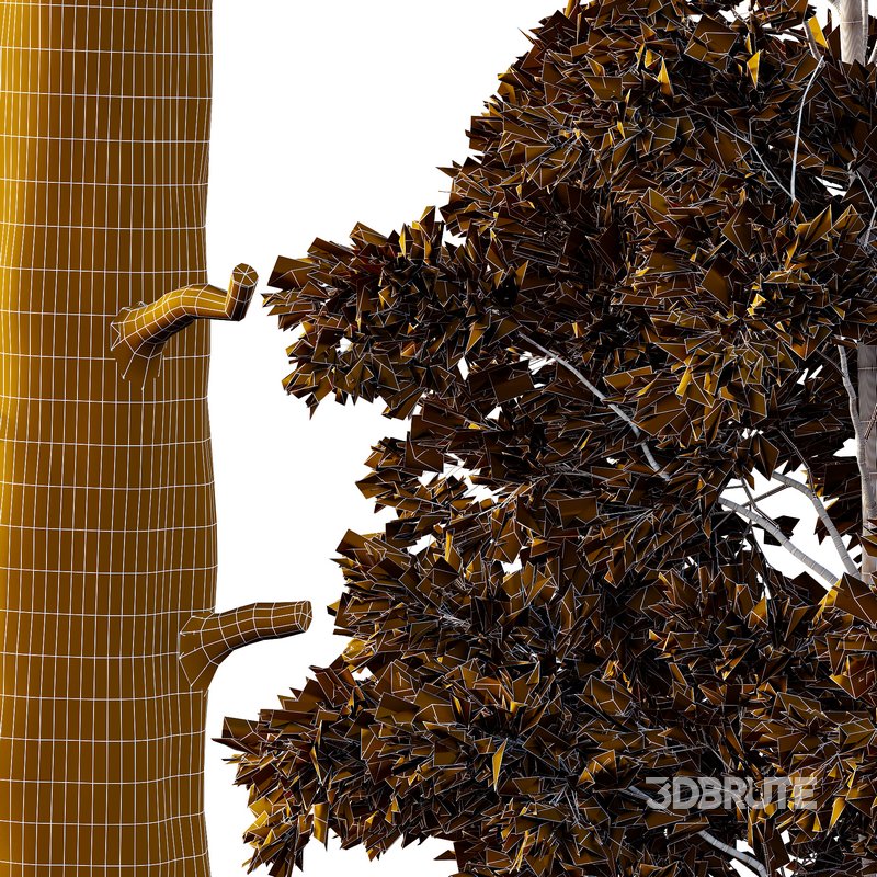 Chamaecyparis thyoides Tree01 Image 3