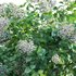 Syringa vulgaris – Common Lilac 02 - Thumbnail 4