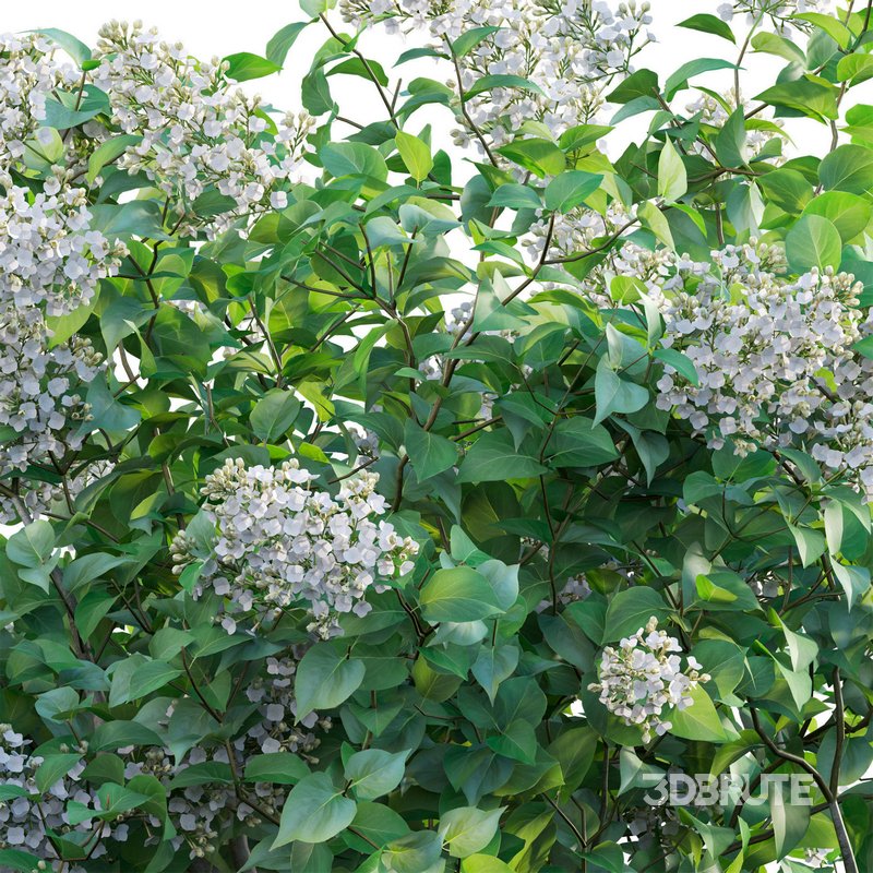 Syringa vulgaris – Common Lilac 02 Image 4