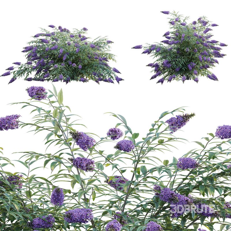 Buddleia – Butterfly Bush Image 1