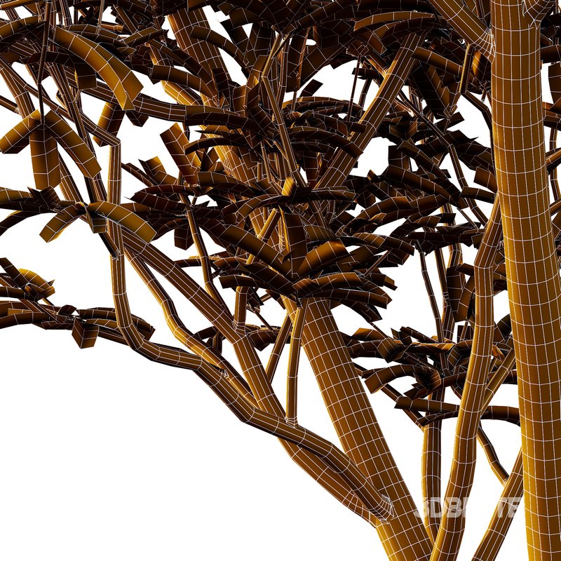 Argyrocytisus battandieri 04 Image 2