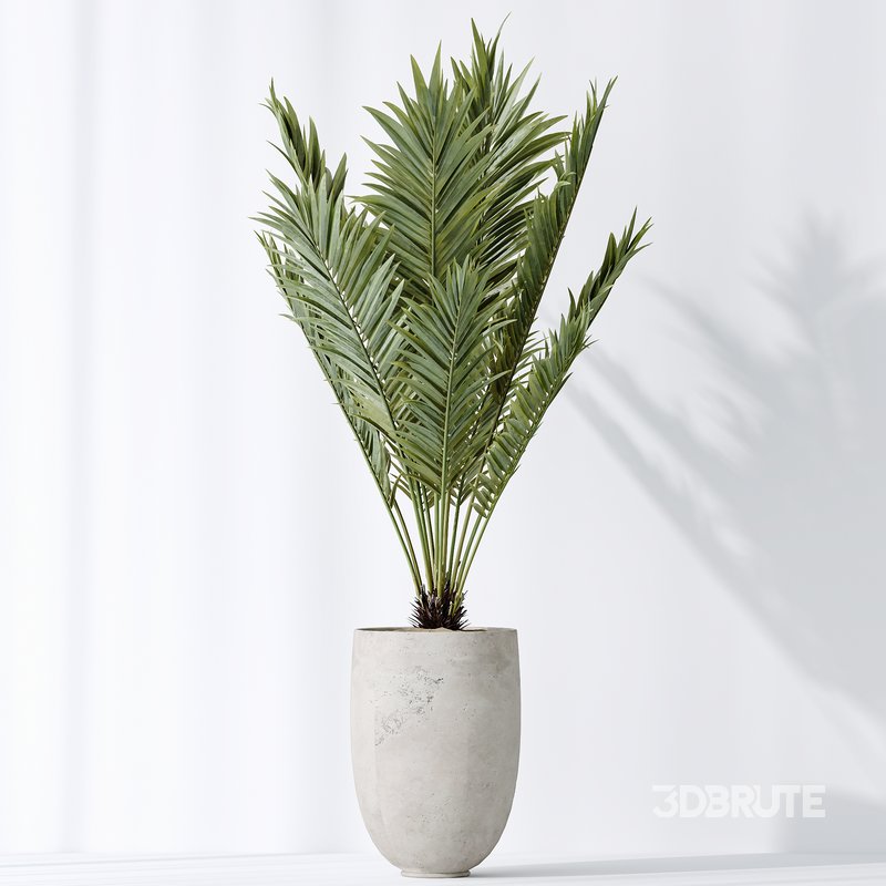 AV Indoor plants set 141 Beech Olea Europaea Olive and Aloifolia Rostrata Palm and Cyara Areca Palm Image 3