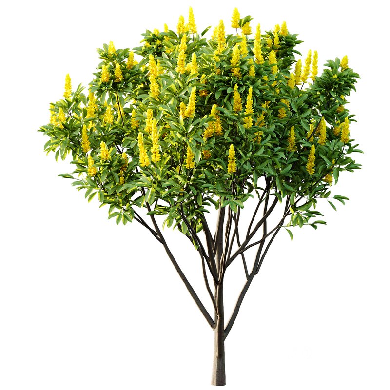 Argyrocytisus battandieri 10 -4 Plants Image 3