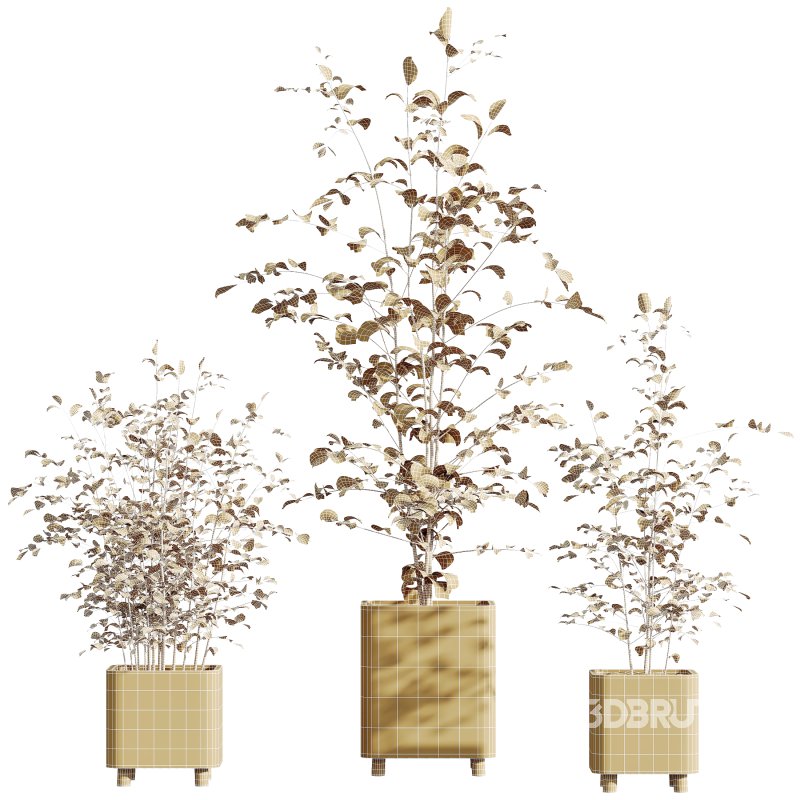 AV HousePlants Alnus Glutinosa Alder Betulaceae Schwarzerle Betulus Hazel Erle Set01 Image 4