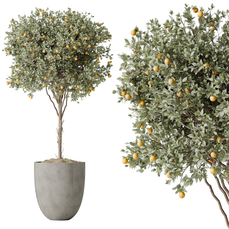 Av House Plants Mandarin Citrus Fruit Orange Image 4