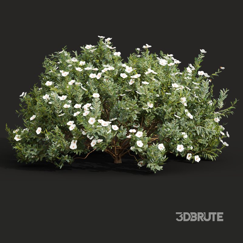 AV 5different bush Cistus Albidus Zistrose Flower White and Coronilla Valentina Glauca Image 5