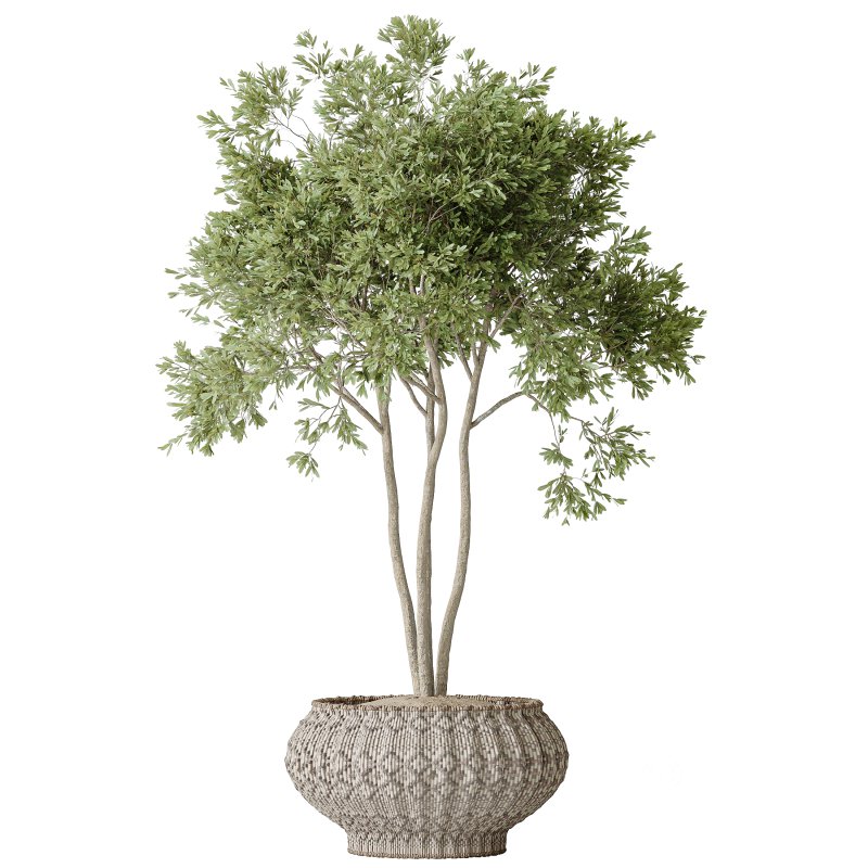 AV Indoor plants set 164 Ravenala Banana Strelitzia Nicolai Bird and Aspidistra Elatior and Arbequina Wilsonii Chemlali Olive Image 2