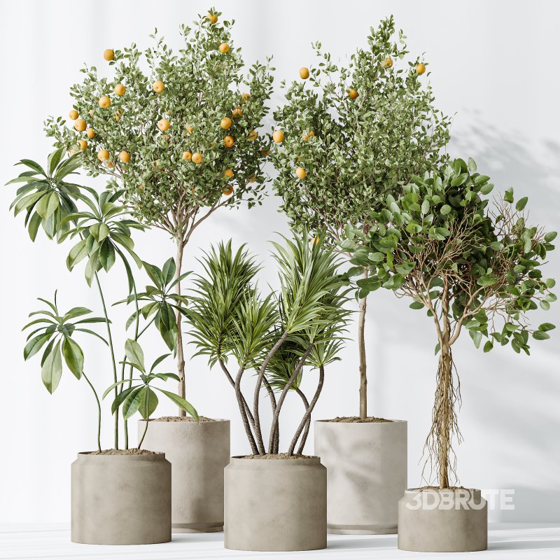 AV Indoor plants set 162 Mandarin Citrus Fruit Orange and Ficus Cyathistipula and Benjamina African Fig and Yucca Aloifolia Rostrata Palm Image 6