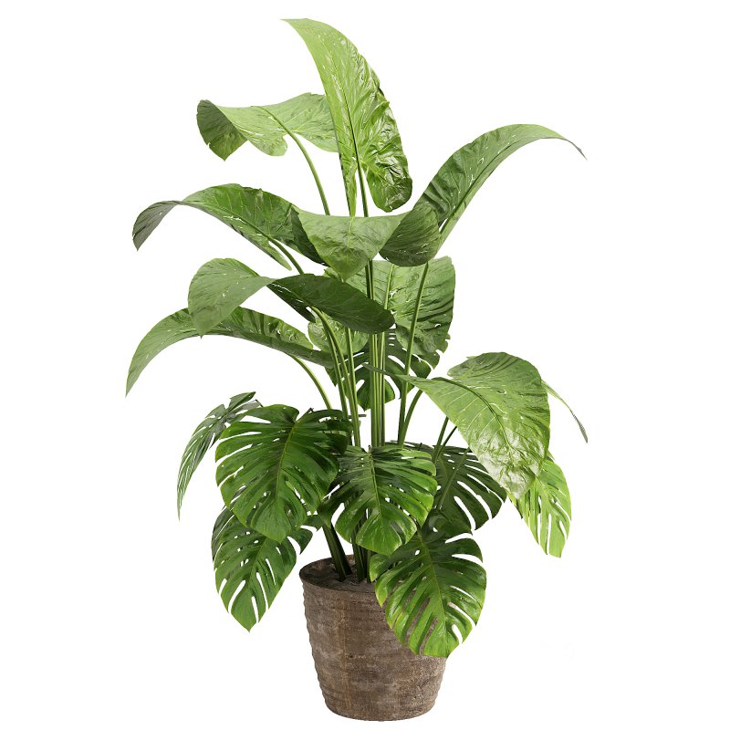 Indoor jungle Image 2