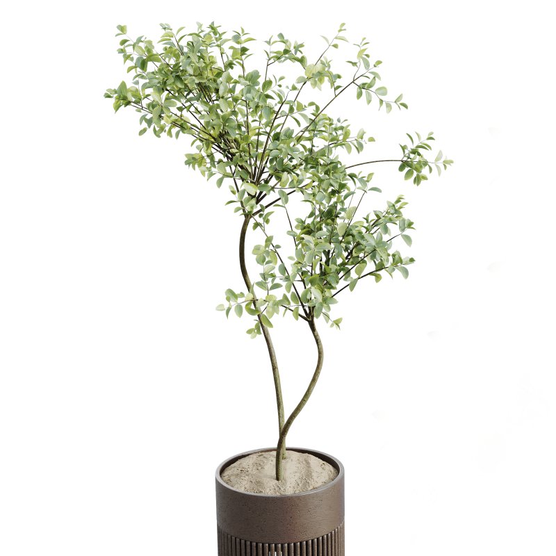 AV Indoor plants set 158 Europaea Olive Eucalyptu Joyplants and Ficus Binnendijkii Alii Maclellandii Image 5