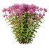 Eupatorium Purpureum Plant 02 - Thumbnail 4