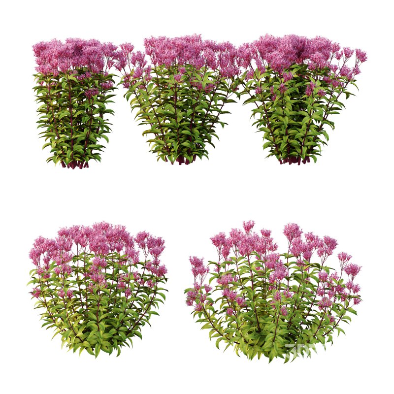 Eupatorium Purpureum Plant 02 Image 1