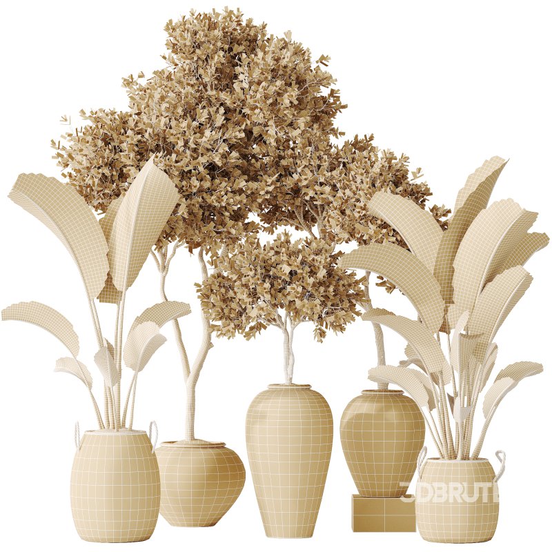 AV Indoor plants set 163 Mission Olive Tree and Ravenala Banana Strelitzia Nicolai Bird Of Paradise Image 5