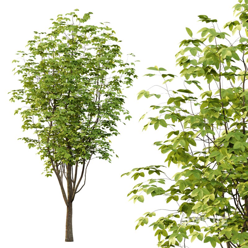 Fraxinus Rhynchophylla Tree 05 Image 5