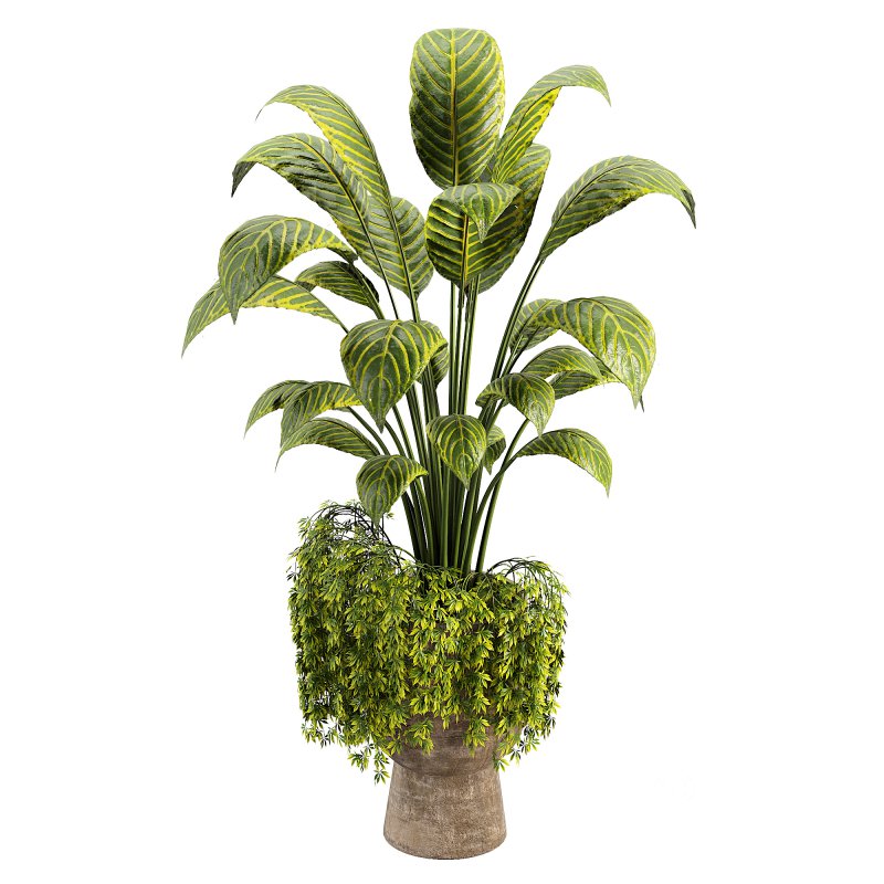 Canna indoor plent Image 2