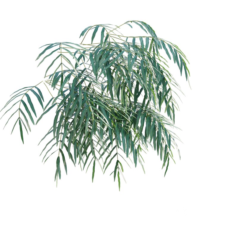 Pteris umbrosa – Jungle Brake Fern Image 5