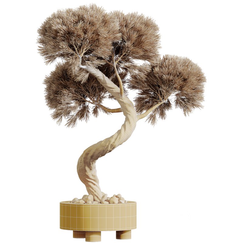 AV HousePlants set 169 Mission Kalamata Leccino Arbequina Wilsonii Chemlali Image 4