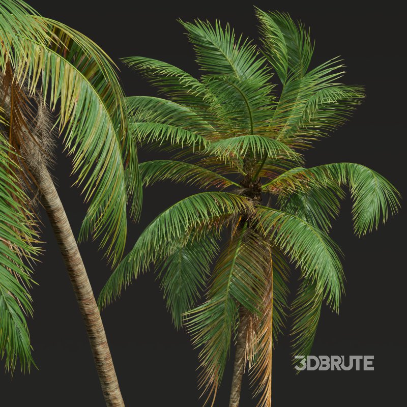 AV Cocos Nucifera Windy and Roystonea Regia palm trees Image 5