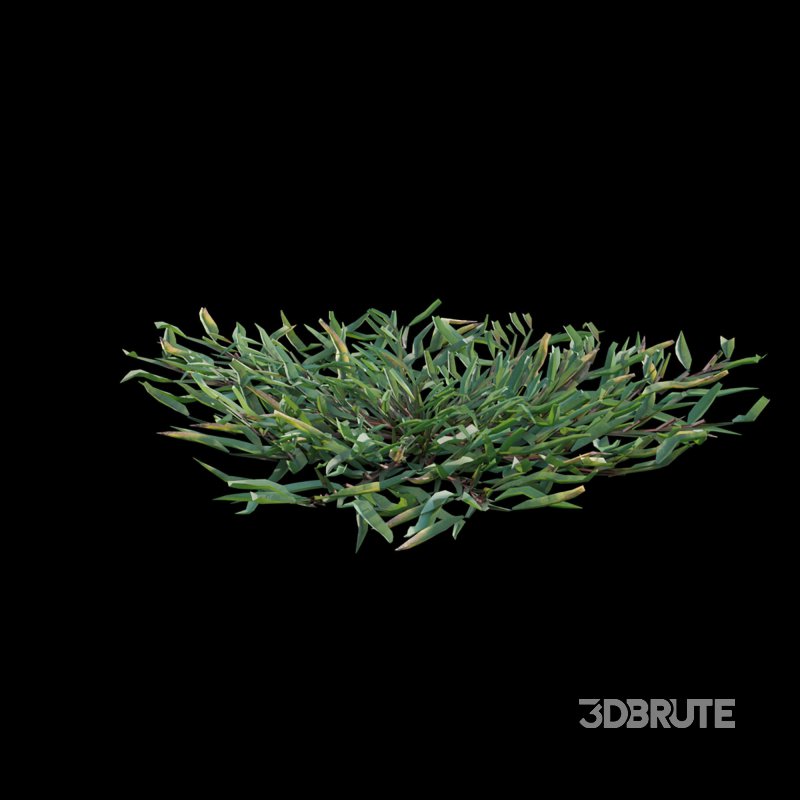 Eremochloa ophiuroides – cut 03 Image 8