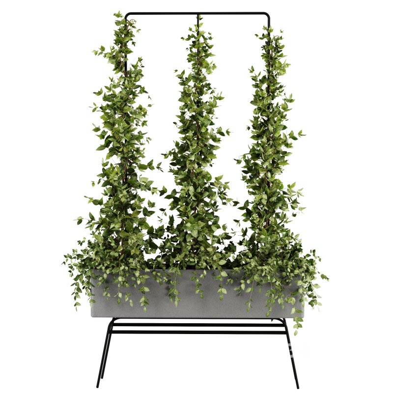 Outdoor Plants-Ivy Plant set38 Image 2