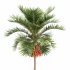 AV Christmas Palm Manila Palm Adonidia Veitchia Merrillii and Borassus Flabellifer - Thumbnail 4