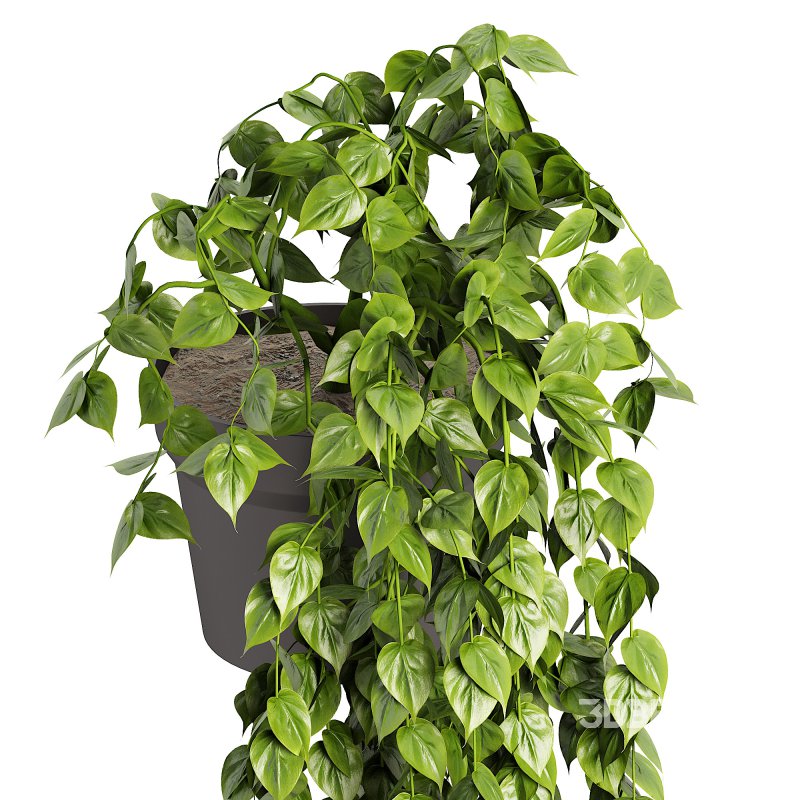 Long Ivy Plant Big Leaf Image 2