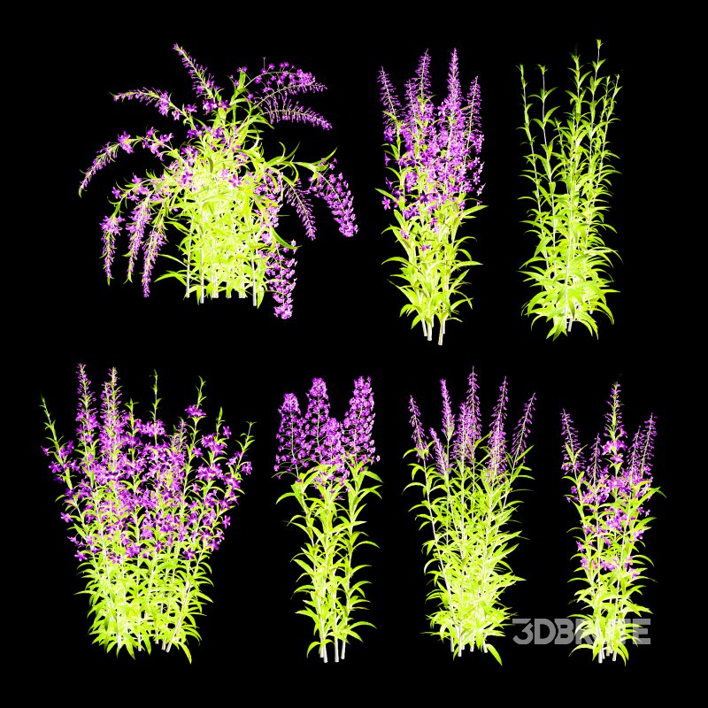 epilobium angustifolium Plant 01 Image 3