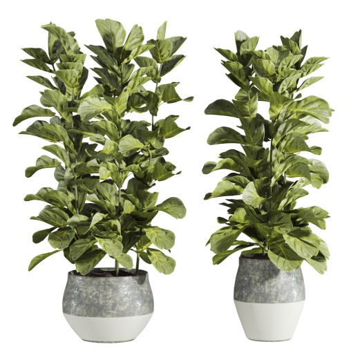 plants set