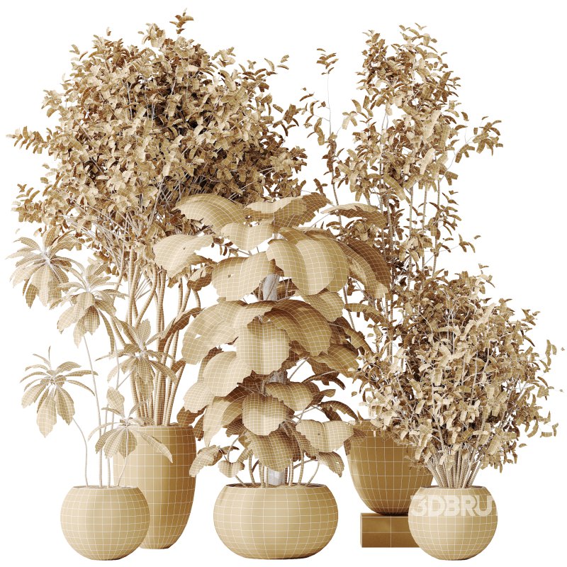 AV Indoor plants set 166 Beech Olea Europaea Olive Eucalyptu and Elegant Monstera Deliciosa and Ficus Cyathistipula Image 9