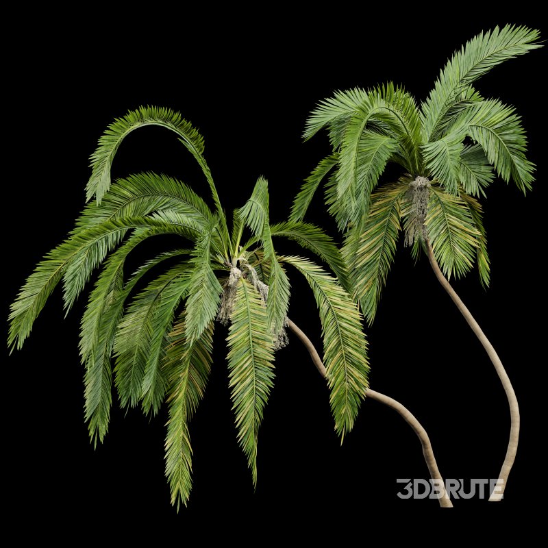 AV Queen Palm Trees Syagrus Romanzoffiana and Mexican Fan Palm Washingtonia Robusta trees Image 5