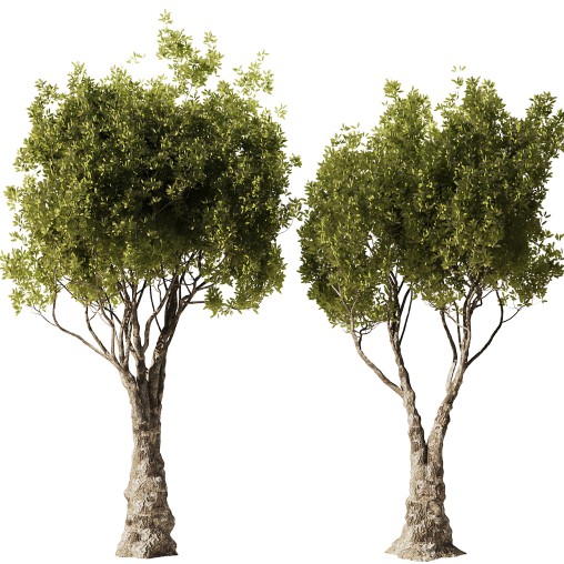 Olive Tree Set51