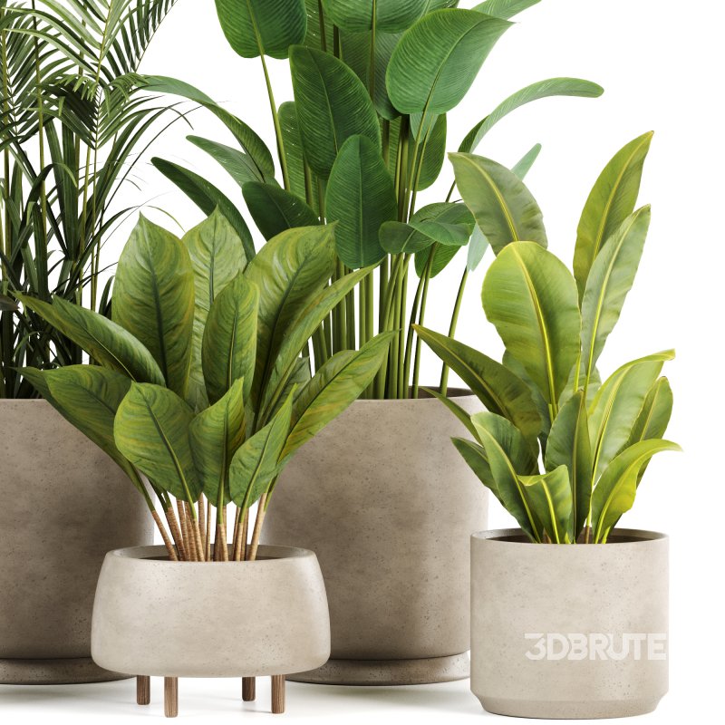 Indoor plants set158 Image 4