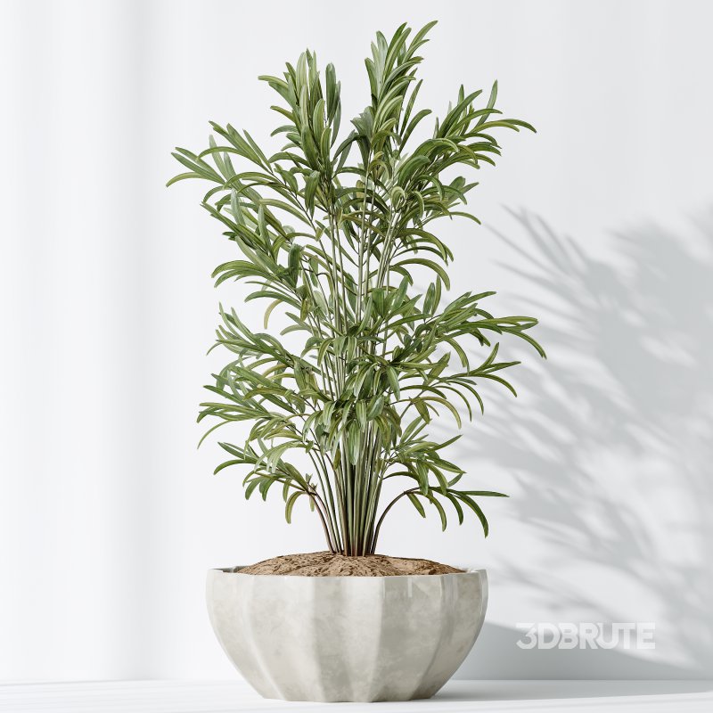 AV Indoor plants set 167 Artificial Olivo Olea Tree and Areca Majesty Cat Reed Palm and Lutescens Areca Palm Image 5