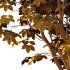 Fraxinus Rhynchophylla Tree 04 - Thumbnail 5