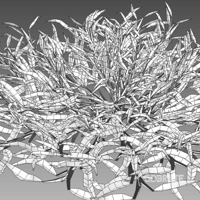 Eremochloa ophiuroides – set 01 Image 7