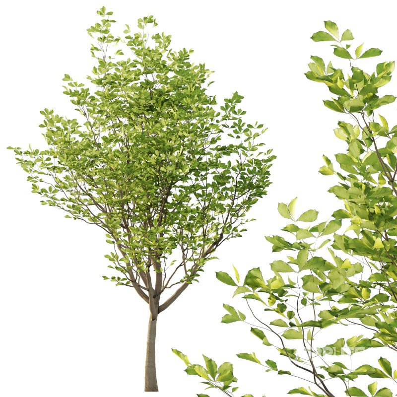 Fraxinus Rhynchophylla Tree 01 Image 4