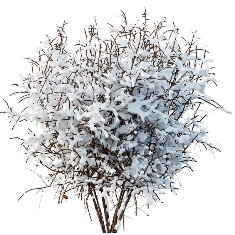 AV Plants Cornus sanguinea Winter Snow Image 1