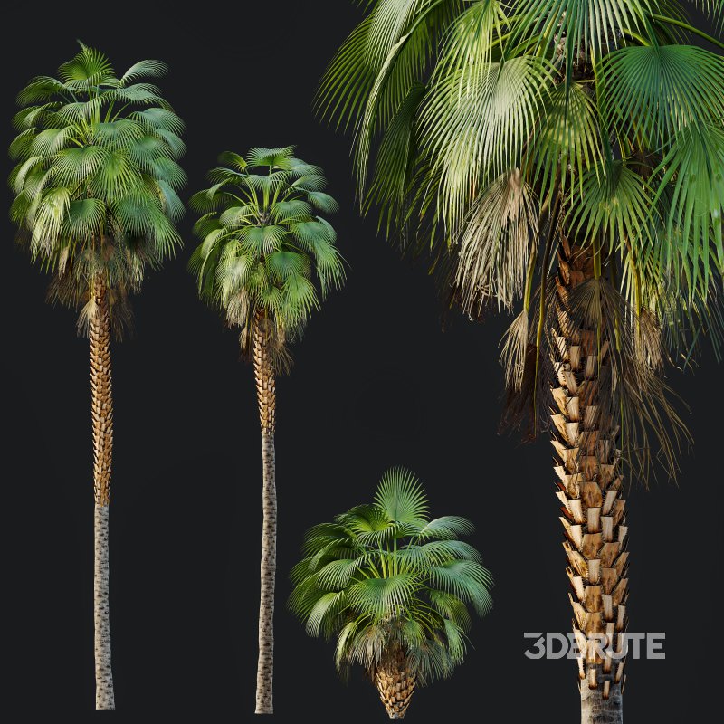 AV Queen Palm Trees Syagrus Romanzoffiana and Mexican Fan Palm Washingtonia Robusta trees Image 7