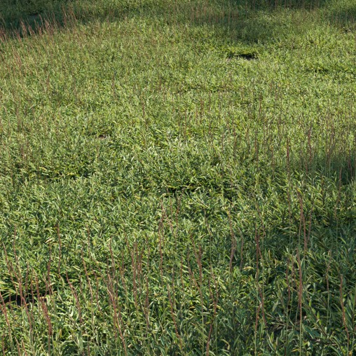 Eremochloa ophiuroides – set 03