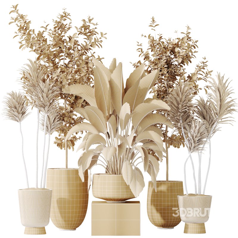 AV Indoor plants set 159 Europaea Olive Eucalyptu Joyplants and Spineless Yucca Aloifolia Rostrata Palm and Ravenala Banana Strelitzia Image 9