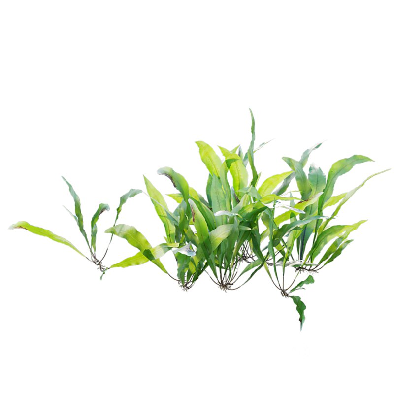 Neolepisorus fortunei Image 3