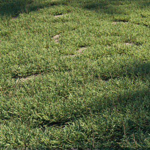 Eremochloa ophiuroides – set 01