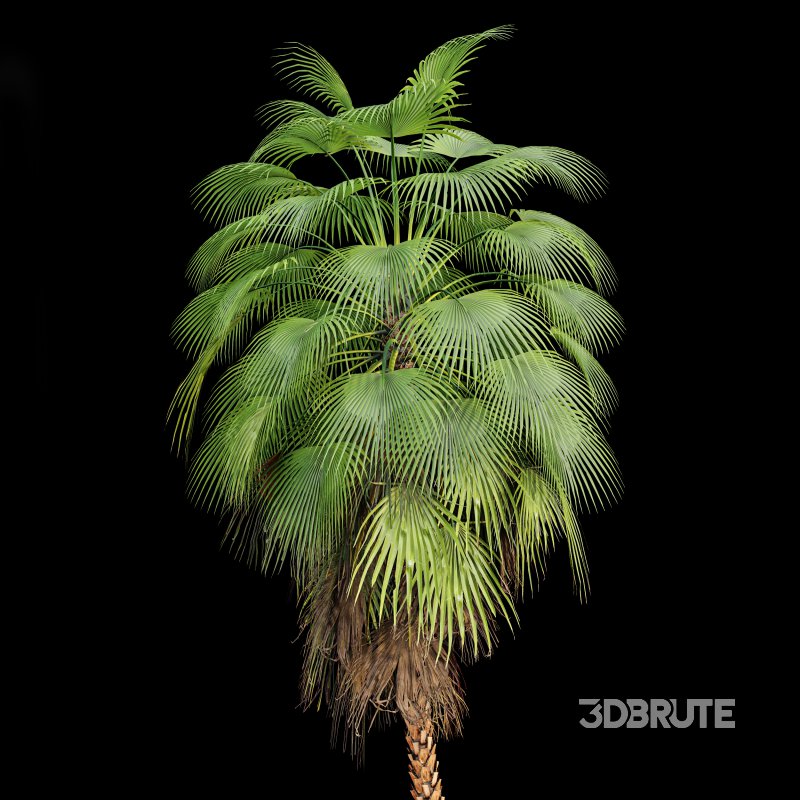 AV Queen Palm Trees Syagrus Romanzoffiana and Mexican Fan Palm Washingtonia Robusta trees Image 3