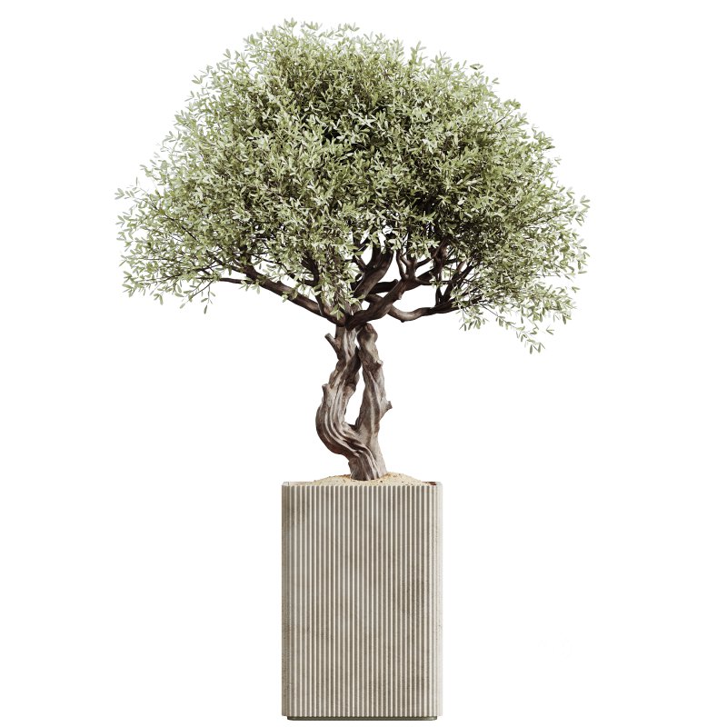 AV HousePlants Mission Kalamata Leccino Arbequina Wilsonii Chemlali Olive Set05 Image 2